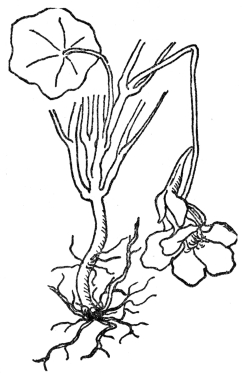 FIG. 1.—FIBROUS ROOTS As illustrated by the common garden nasturtium.