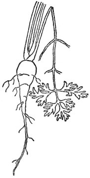 FIG. 2.—TAP ROOT OF CARROT A store of food for the second year.