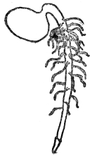 FIG. 3.—TAP ROOT OF SEEDLING The figure shows the root cap at the extremity.