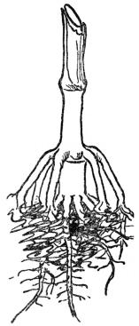 FIG. 5.—PROP ROOTS OF THE INDIAN CORN Usually produced from the first joint above ground and serving as additional anchor and food gatherers.
