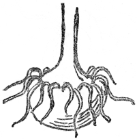 Fig. 7.—CORM OF JACK-IN-THE PULPIT (After Gray) Really an underground stem.