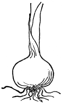 FIG. 9.—BULB OF THE ONION Showing root and leaf growth.