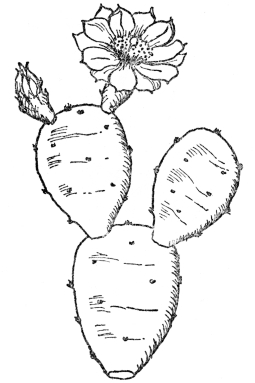 FIG. 10.—COMMON PRICKLY PEAR CACTUS (Opuntia Opuntia) Native along the Atlantic Coast. The green joints of the stem function as leaves and store water.