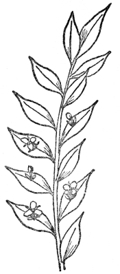 FIG. 11.—BUTCHER’S-BROOM (Ruscus aculeatus) Note leaflike stems with flowers arising from the center.