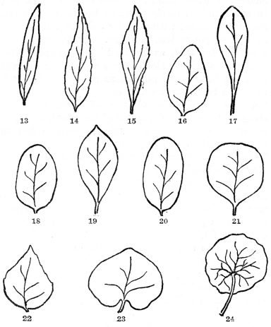FIG. 13-24.—FORMS AND TIPS OF LEAVES Fig. 13. A linear leaf with an acute tip. Fig. 14. Lanceolate leaf with an acuminate tip. Fig. 15. Oblanceolate leaf broadest above the middle. Fig. 16. Ovate, broadest below the middle. Fig. 17. Spatulate, broadest above the middle and with an elongated base. Fig. 18. Elliptical. Fig. 19. Obovate in which the general shape is ovate, but broadest toward the tip. Fig. 20. Oblong. Fig. 21. Orbicular or nearly round. Fig. 22. Deltoid or somewhat triangular, an ovate leaf with a broad base. Fig. 23. Kidney-shaped or reniform with heart-shaped base. Fig. 24. Peltate leaf of common garden nasturtium; note circular blade with leafstalk attached to the center.