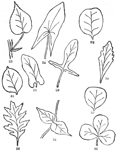 FIG. 25-35.—FORMS AND BASES OF LEAVES Fig. 25. Simple leaf with blade, leafstalk (petiole), and two stipules at the base. Margins of the leafblade serrate or saw-toothed. Fig. 26. Leaf with a sagittate base, or shaped like an arrowhead, the lobes pointing downward, and with entire margins. Fig. 27. Retuse or emarginate tip, somewhat indented. Fig. 28. With the base auriculate or with rounded basal lobes. Fig. 29. Hastate, like an arrowhead but the lobes pointing outward. Fig. 30. With cuneate base (wedge-shaped). Fig. 31. Cuspidate tip with a usually hard and stiff point. Fig. 32. Perfoliate, the leaf bases joined and the stem passing through them. Fig. 33. Truncate, the top flattened. Fig. 34. Pinnately lobed, with deep indentations cut toward the midrib. Fig. 35. Palmately lobed, out toward the top of the leafstalk.