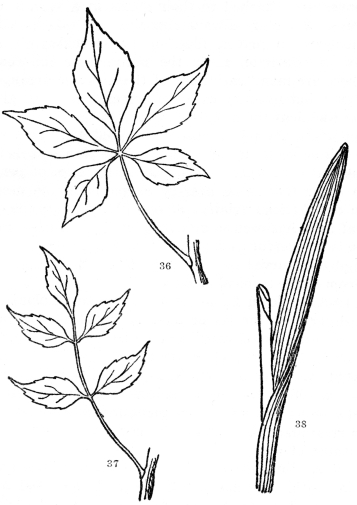FIG. 36-38.—COMPOUND AND PARALLEL-VEINED LEAVES Fig. 36. Palmately compound leaf, the five leaflets all arising from the tip of the common leafstalk. Fig. 37. Pinnately compound leaf, the leaflets arising from the sides of the common leafstalk. Fig 38. A parallel-veined leaf. All the other leaves figured are netted-veined.