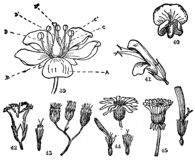 FIG. 39-45.—THE FLOWER Fig. 39. A perfect and complete flower. A, petals, all of them forming the corolla; B, sepals, all of them forming the calyx; C, the stamen, composed of (C) the filament, and (C1) the anther, which produces the pollen; D, the pistil, consisting of the swollen base (D) the ovary, a slender shank (D1) the style, and the swollen or branched tip (D2) the stigma. (H. D. House, “Wild Flowers of New York.”) Fig. 40. Typical flower of the pea family. Two petals unite to form the keel (below), two more unite to form the wings (center), the remaining and larger petal forms the standard. In most plants of this family the stamens and pistils are concealed within the keel. Fig. 41. Two-lipped inequilateral flower, common in such plants as Salvia, Snapdragon, etc. Note the united calyx and corolla. Fig. 42. Gamopetalous or united and regular corolla of the Fringed Gentian. Figs. 43, 44, and 45, flowers of the Compositæ or daisy family. Many small flowers grouped in heads and usually surrounded by one or more series of bracts. Fig. 43. Flowers all tubular, the small one at the left being an individual flower. Common examples are Boneset and the common garden Ageratum. Fig. 44. Flowers both tubular and with rays, the tubular in the center and the rays on the margin. Below is an individual tubular flower on the right, and on the left an individual ray flower. Note that its five united divisions correspond to the five petals in other plants. Common examples are the daisy, sunflower, black-eyed Susan, etc. Fig. 45. Flowers all ray flowers, an individual one at the right. The Compositæ with only ray flowers usually have a milky juice and have often been grouped in a separate family, the Cichoriaceæ. Common examples are dandelion, chicory, and lettuce.