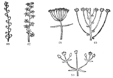 FIG. 46-50.—TYPES OF FLOWER CLUSTERS Fig. 46. A spike, the individual flowers attached directly to the common stalk. Fig. 47. A raceme, a spikelike cluster where individual flowers are stalked. Fig. 48. An umbel, the individual flower stalks all arising from one point. Fig. 49. Individual flower stalks of different lengths but the cluster usually flat-topped (corymb). Fig. 50. A flower cluster in which the end of the stem is terminated by a flower from the base of which side branchlets similarly tipped with flowers arise (cyme).