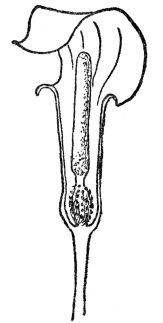 FIG. 51.—FLOWER ARRANGEMENT PECULIAR TO THE ARUM FAMILY Fig. 51. The outer leaflike tubular or hooded spathe surrounds in our common Jack-in-the-Pulpit a clublike spadix, upon which are crowded the tiny flowers.
