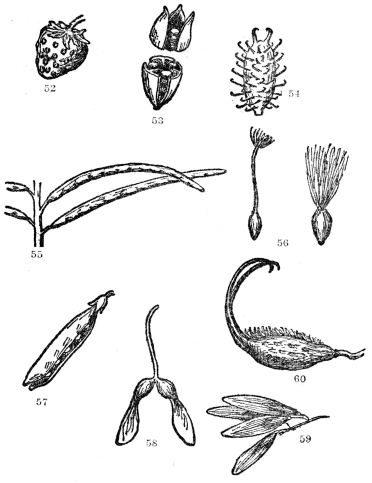 FIG. 52-60.—TYPES OF DRY FRUITS Fig. 52. The strawberry. The fleshy part consists of the modified upper end of the flower stalk or receptacle, while the true fruits are the dry achenes on or embedded in the surface and popularly called the seeds. Fig. 53. A three-celled capsule splitting lengthwise as in the common Iris. Fig. 54. Fruit of the cocklebur, the hooked prickles of which are admirably adapted for clinging to the fur of animals. Fig. 55. Pods of a plant of the Mustard family, which split down both edges, unlike the true peas, which split down only one edge. Fig. 56. Two types of achenes of the daisy family tipped with plumed bristles, greatly aiding their carriage by the wind. Fig. 57. Common garden pea—a typical legume. Note that it splits only on one side. Fig. 58. The samara or two-winged fruit of the maple. Fig. 59. The samara or single-winged fruit of the ash. Fig. 60. The dry two-pronged and bristly fruit of the unicorn plant (Martynia), admirably adapted for dispersal by animals.