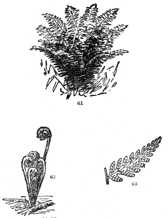 FIG. 61-63.—COMMON WOODLAND FERN Fig. 61. A general view. Fig. 62. Its uncoiling spring condition. Fig. 63. The back of one of the smaller divisions of the leaf showing the collection of spore cases (sori). These are sometimes borne on special leaves, but in most of our American kinds on the backs of ordinary foliage leaves.
