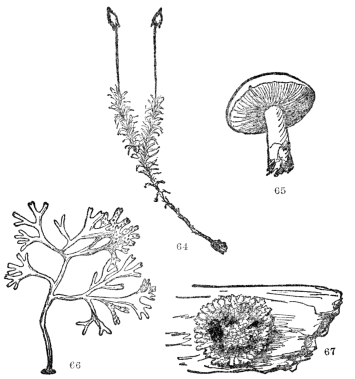 FIG. 64-67.—TYPES OF FLOWERLESS PLANTS Fig. 64. A moss plant. Fig. 65. A mushroom, a common type of the fungi, which include also puffballs, molds, and many disease-causing microscopic organisms. Fig. 66. A common seaweed, a representative of the algæ, which include the green scum on the top of ponds, and the kelp from which fertilizer is now being made. Fig. 67. A lichen, a common cryptogamous plant on logs and rocks. Our native kinds are usually grayish-green in color.