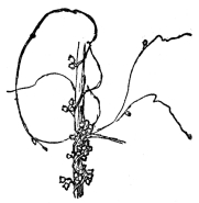 FIG. 68.—THE DODDER A leafless parasitic vine which steals its food from the plants to which it is attached.