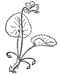 FIG. 69—THE VIOLET Note the showy, often partly infertile upper flowers and the much smaller cleistogamous ones at the base, which never open and yet produce a good crop of seeds.