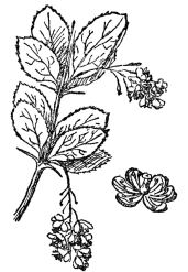 FIG. 70.—COMMON BARBERRY The stamens of this, two at a time, drive off bees by sharp blows, thus preventing self-fertilization.