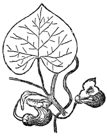 FIG. 71.—THE DUTCHMAN’S-PIPE A vine producing evil-smelling flowers, which trap insects sometimes for days, thus insuring cross-fertilization.