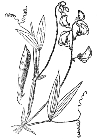 FIG. 72.—THE EVERLASTING OR PERENNIAL PEA A member of the Papilionaceæ or pea family which rely almost entirely on bees for fertilization.