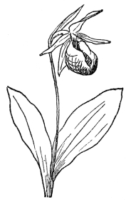 FIG. 73.—PINK LADY’S SLIPPER (Cypripedium acaule) A native orchid in northeastern North America.