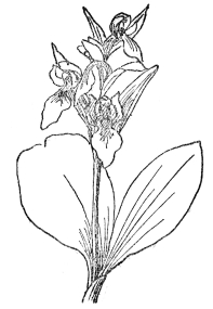 FIG. 74.—SHOWY ORCHID (Orchis spectabilis) Native of eastern North America, with showy magenta-pink or white flowers in a loose raceme.