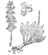 FIG. 75.—RATTLESNAKE PLANTAIN (Peramium pubescens) One of the few orchids native in eastern North America, with white variegated leaves. It grows in dense patches and bears free-blooming spikes of whitish flowers.