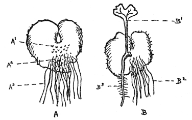 FIG. 76.—PROTHALLUS OF A FERN SEEN FROM THE UNDER SIDE (A1) archegonia, (A2) antheridia, and (A3) the rhizoids. B: Prothallus, showing the young plant with its first leaf (B1), its own roots (B3) and the rhizoids of the prothallus (B2). Drawing and legend for it slightly altered from Kraemer.