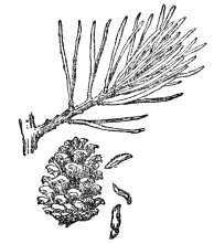 FIG. 77.—THE JERSEY PINE (Pinus virginiana) A gymnosperm or naked-seeded plant. Note the seeds dropping from between the scales of the cone.