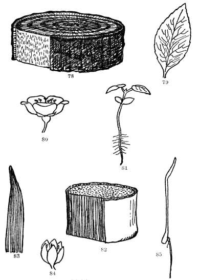 FIG. 78-85.—PLANT FAMILIES Dicotyledonous and Monocotyledonous growth habits contrasted. Figs. 78-81. The trunk of a dicotyledonous tree showing division of the wood into heartwood, sapwood, and cambium, which the removal of a piece of outer bark exposes. Note the net-veined leaf (79), the seedling with two seed leaves (81), and with the parts of the flower in 5’s (80). Figs. 82-85. Monocotyledonous plant. Note the lack of zones of wood, cambium and corky bark. Such plants have parallel-veined leaves (83), parts of their flowers in 3’s or 6’s (84), and germinate with a single seed leaf (85).