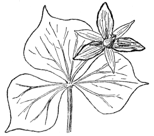 FIG. 88.—SHOWY WAKE-ROBIN (Trillium grandiflorum) A plant of the lily family (Liliaceæ). Note the tendency to net-veined leaves in a monocotyledonous plant. Such instances are common in nature and net-veined leaves are found in certain species of smilax and most of the plants of the Arum family, containing the jack-in-the-pulpit, both monocotyledons.