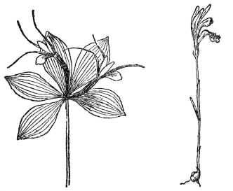 FIG. 91.—WHORLED POGONIA (Isotria verticillata) FIG. 92.—ARETHUSA (Arethusa bulbosa) Fig. 91. Whorled pogonia. A woodland orchid with the leaves and flowers whorled at the apex of the stem. Fig. 92. Arethusa. The most beautiful of our bog orchids, with a fringed lip and pinkish-purple flowers which bloom about Decoration Day. Note the highly irregular flowers in this and Figs. 89-91.