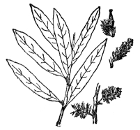 FIG. 93.—PRAIRIE WILLOW (Salix humilis) The Salicaceæ, consisting only of willows and poplars, are always woody plants bearing their flowers in catkins.