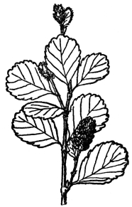 FIG. 95.—LOW BIRCH (Betula pumila) A bog shrub of the Betulaceæ or birch family. Most of them are tall trees with both male and female flowers in catkins.