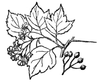 FIG. 96.—WASHINGTON THORN A prickly shrub related to the apple, which, with the plums, cherries, pears, strawberry, blackberry and hundreds of other plants are all grouped in the Rosaceæ or rose family.