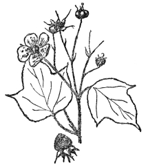 FIG. 97.—THIMBLEBERRY (Rubus odoratus) A bristly shrub of the Rose family common in rocky places in eastern North America.