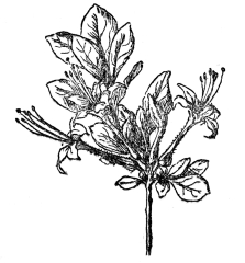 FIG 98.—SWAMP AZALEA A shrub of the Ericaceæ, with white or pink sticky flowers and dry capsular fruits.