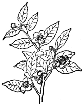 FIG. 99.—TEA (Camellia Thea) A shrub or small tree with white fragrant flowers.