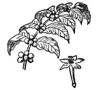 FIG. 100.—COFFEE (Coffea arabica) The coffee beans are contained in a red berry.