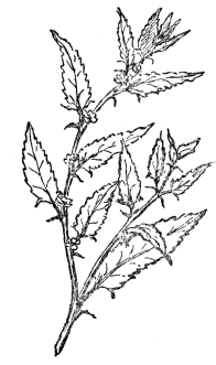 FIG. 101.—THE JUTE PLANT The fiber is mostly derived from Corchorus capsularis and from Corchorus olitorius.