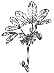 FIG. 102.—BRAZILIAN OR PARA RUBBER (Hevea brasiliensis) Native in the Amazon region, but now much grown in the East Indies.