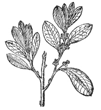 FIG. 103.—COCAINE PLANT (Erythroxylon Coca) Native in northern South America. The fresh leaves of this are used as a valuable but harmless stimulant by the natives.