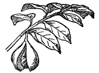 FIG. 104.—NUTMEG (Myristica fragrans) A native of southeastern tropical Asia. The fruit, somewhat enlarged here, consists of an inner part, the nutmeg. Around this is a “splendid crimson network” which is removed by hand and forms the mace of commerce.