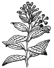FIG. 106.—CINNAMON A common tree of Ceylon (Cinnamomum zeylanicum). From the related Cinnamomum Camphora camphor is derived.
