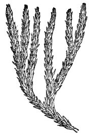 FIG. 107.—CLUB MOSS (Lycopodium Selago) A club moss which has come down through the ages almost unchanged from the days when coal was being formed. Grows to-day in the north temperate zone, particularly in mountains.