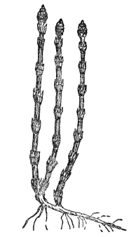 FIG. 108.—HORSETAIL (Equisetum hyemale) A modern horsetail or scouring rush, common in the north temperate zone. Ancestors of these formed huge forests at the time that coal was being formed.