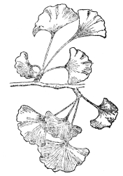 FIG. 109.—GINKGO OR MAIDENHAIR TREE (Ginkgo biloba) Found in most fossil strata and in a practically unchanged condition from the upper part of the Carboniferous to the most recent fossil records. Now unknown as a wild tree and preserved for us through its cultivation in ancient temple gardens in eastern Asia.