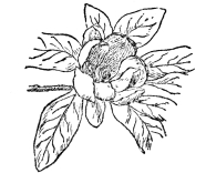 FIG. 110.—COMMON LAUREL MAGNOLIA (Magnolia virginiana) The fossil record tells us that probably the first flowering plant was some ancestor of magnolia.