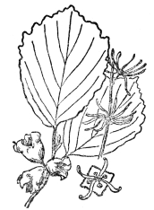 FIG. 111.—THE WITCH-HAZEL (Hamamelis virginiana) Is a fall or winter flowering plant which shoots its seed sometimes as much as thirty feet. Native of eastern North America.
